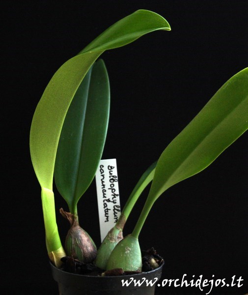 Bulbophyllum_carunculatum.jpg