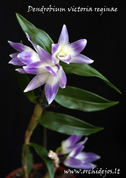 _Dendrobium_victoria-reginae.jpg